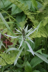 Omalotheca norvegica