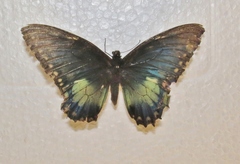 Papilio birchalli