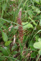 Salix arctophila