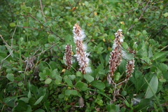 Salix arctophila