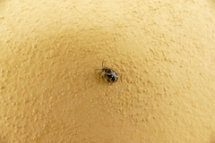 Kuschelina mathematica