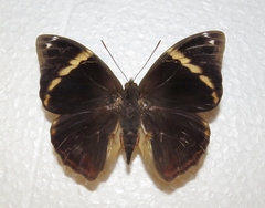 Opsiphanes tamarindi