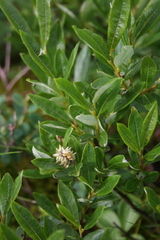 Salix argyrocarpa