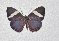 Hamadryas laodamia saurites