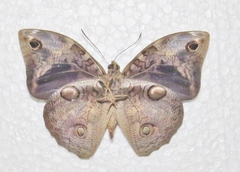 Opsiphanes tamarindi