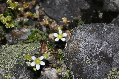 Mononeuria groenlandica