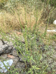 Ambrosia artemisiifolia