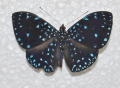 Hamadryas laodamia saurites