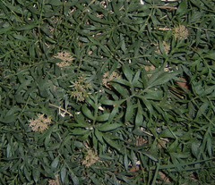 Lomatium latilobum