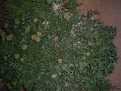 Lomatium latilobum