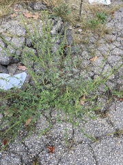 Ambrosia artemisiifolia