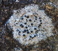 Tephromelataceae