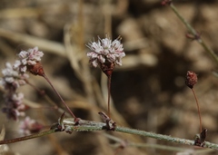 Eriogonum angulosum