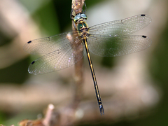 Micromidia atrifrons