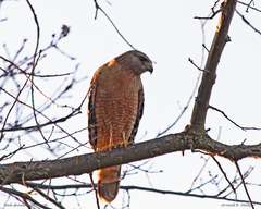 Buteo lineatus