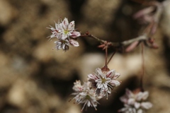 Eriogonum angulosum