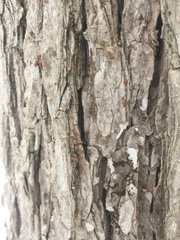 Bacidia rubella