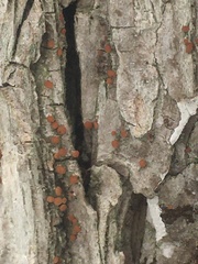 Bacidia rubella