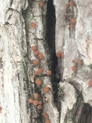 Bacidia rubella