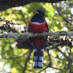 Trogon personatus