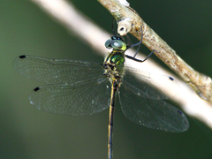 Micromidia atrifrons