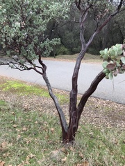 Arctostaphylos mewukka
