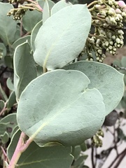 Arctostaphylos mewukka