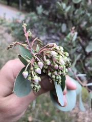 Arctostaphylos mewukka