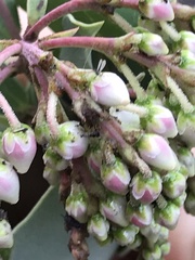 Arctostaphylos mewukka