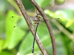 Micromidia atrifrons