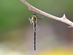 Micromidia atrifrons