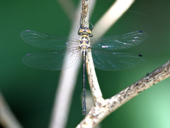 Micromidia atrifrons