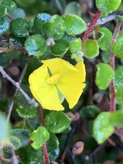 Hibbertia decumbens