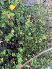 Hibbertia decumbens