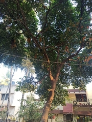 Artocarpus heterophyllus