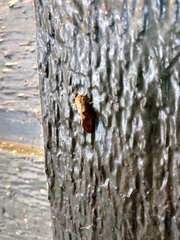 Acrolophinae