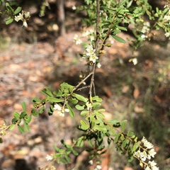 Pittosporaceae