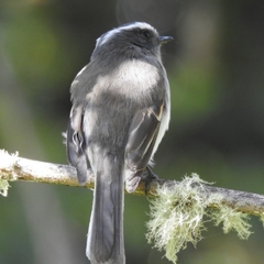 Ochthoeca rufipectoralis