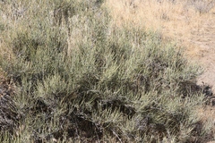 Ephedra nevadensis
