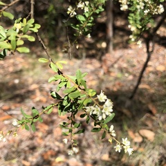 Pittosporaceae