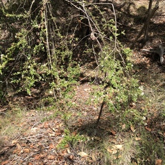 Pittosporaceae