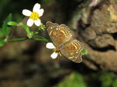 Anthanassa acesas