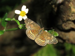 Anthanassa acesas