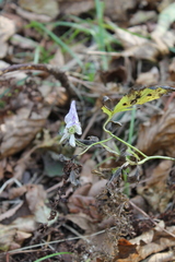 Aconitum stoloniferum