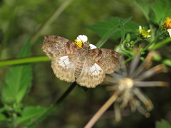 Mylon zephus