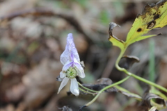 Aconitum stoloniferum