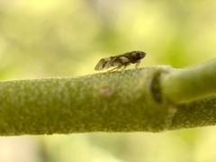 Microledrida