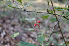 Berberis amurensis