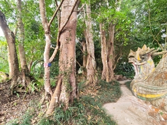 Ficus maclellandii