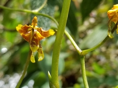 Cyrtochilum densiflorum